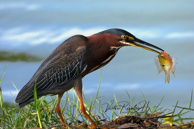 Mahahual and Costa Maya Birdwatching - Mangroves, jungle, and grassland: how the route boosts your odds