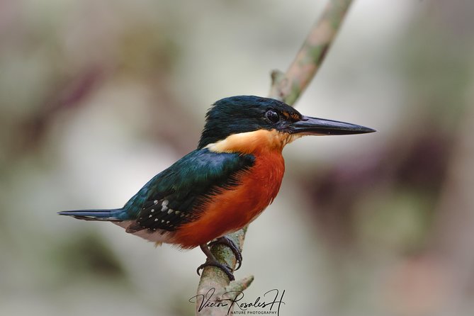 Mahahual and Costa Maya Birdwatching - Guide Victor and the lifer mindset: seeing more, not just trying