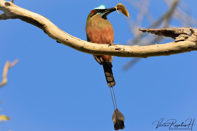 Mahahual and Costa Maya Birdwatching - What to bring for a 5-hour Costa Maya bird tour