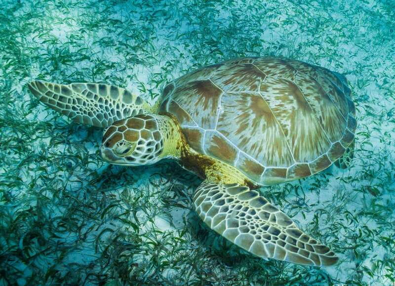 Mahahual: Snorkel Tour in Reef Lagoon - Mahahual Reef Lagoon Snorkeling, calm water built for watching wildlife