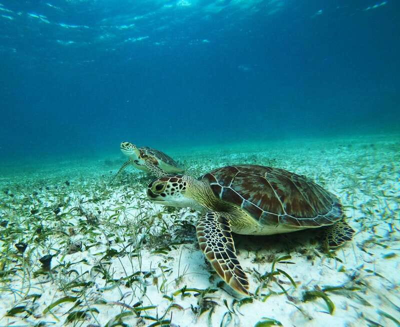 Mahahual: Snorkel Tour in Reef Lagoon - From the cruise pier to Blue Kay Ecocabañas, find the snorkel base fast