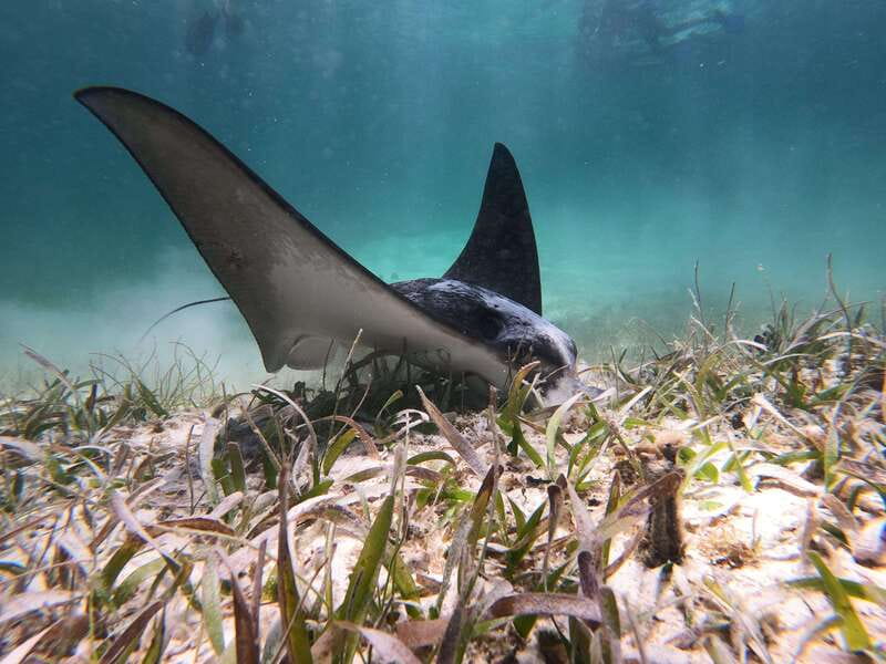 Mahahual: Snorkel Tour in Reef Lagoon - The short speedboat ride to the reef crest sheltered lagoon