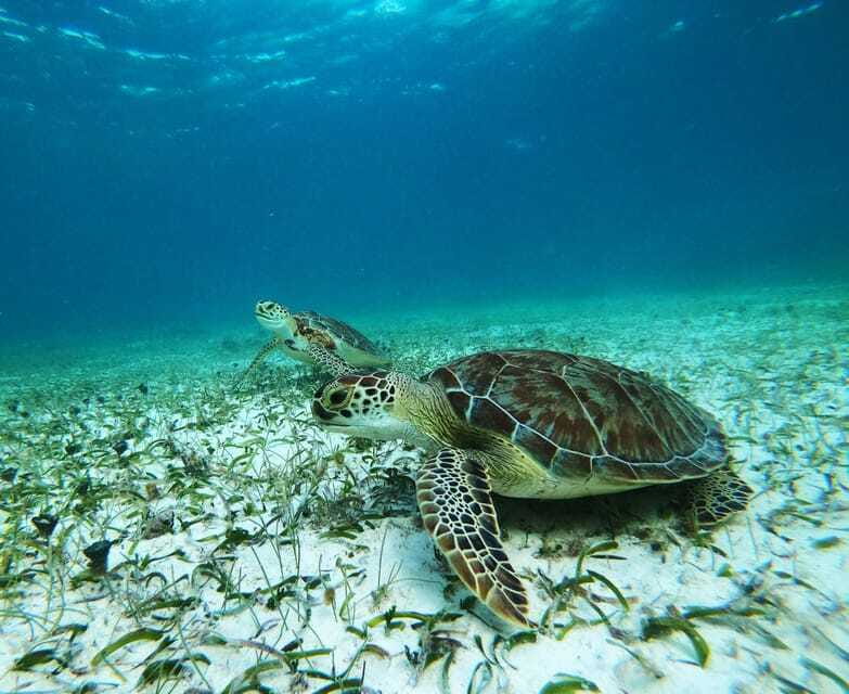 Mahahual: Snorkel Tour in Reef Lagoon - One hour in the water, coral heads plus sandy and grassy turtle zones