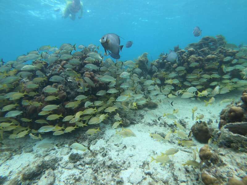 Mahahual: Snorkel Tour in Reef Lagoon - Who this Mahahual snorkel tour fits best