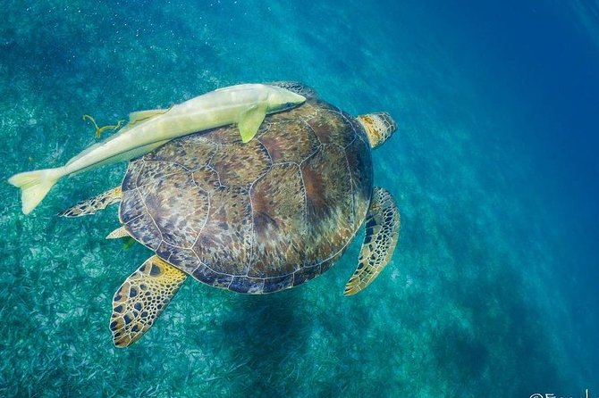 Mahahual Snorkeling Adventure: Turtle Encounter - Turtle Encounters in Mahahual’s Protected Reef Lagoon