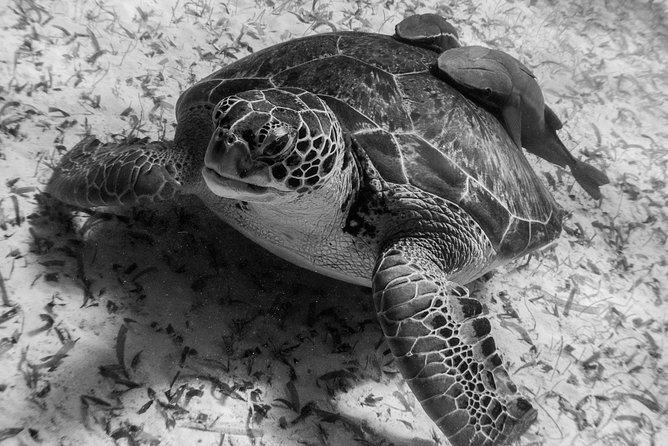Mahahual Snorkeling Adventure: Turtle Encounter - Stop one: sand and algae grass flats for hawksbill turtle chances