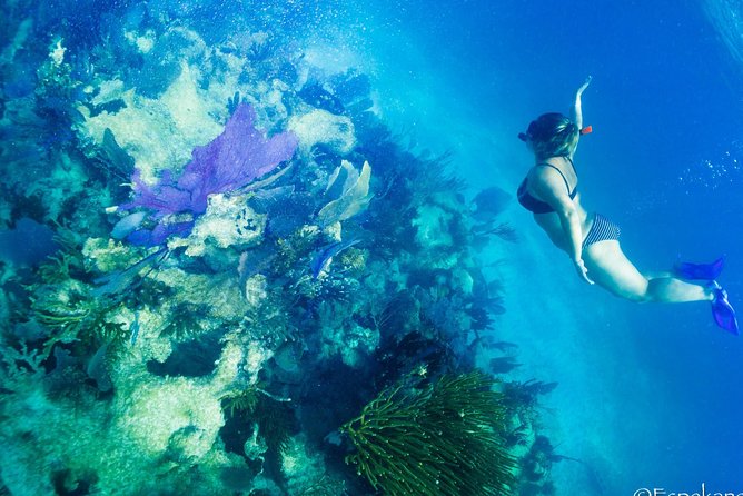 Mahahual Snorkeling Adventure: Turtle Encounter - Stop two: reef crest coral heads and tropical fish viewing