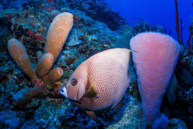 Mahahual Snorkeling Adventure: Turtle Encounter - Getting there from Costa Maya port: taxis are the usual move