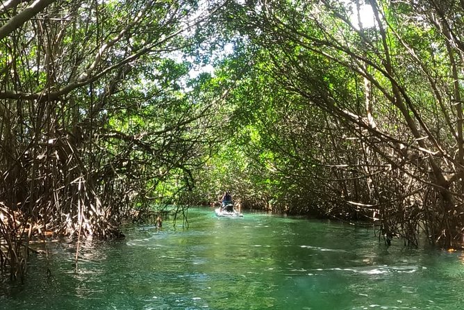 Mangrove and Lagoon Speed Boat Tour - Snorkeling Gear Included, but Water Stops Can Change