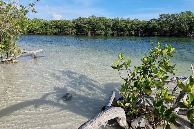 Mangrove and Lagoon Speed Boat Tour - Drive-Your-Own Boats: The Group Logistics You Should Confirm
