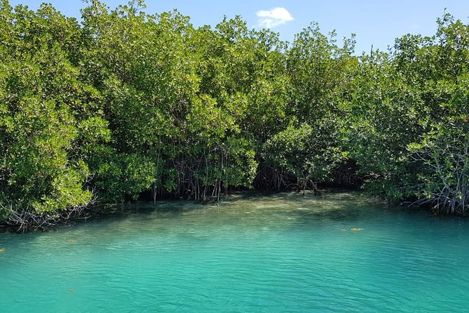 Mangrove and Lagoon Speed Boat Tour - Price Reality Check: The $20 Dock Toll Per Person