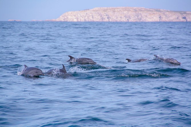 Marietas Hidden beach trip from Puerto Vallarta - The Boat Ride: Speedboat Vibes and Wildlife Chances