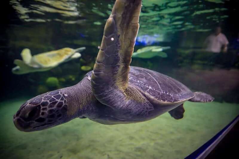 Mazatlan: Grand Aquarium Ticket and City Sightseeing Tour - What You’ll See: 200+ Species, Plus Educational Stops