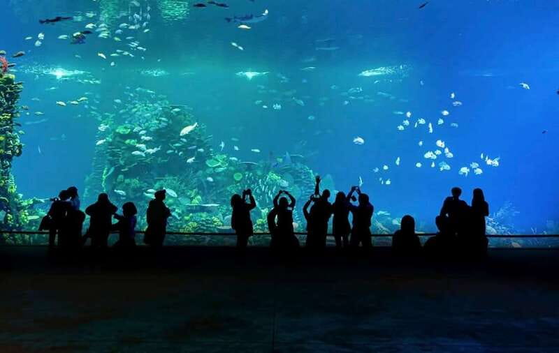 Mazatlan: Grand Aquarium Ticket and City Sightseeing Tour - Humboldt Penguins and Interactive Tank Areas