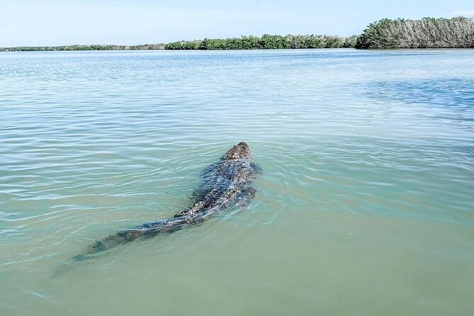 Mérida: Las Coloradas and Río Lagartos with Boat Tour and Lunch - Pink Lagoons and Mangroves: Why This Trip Works