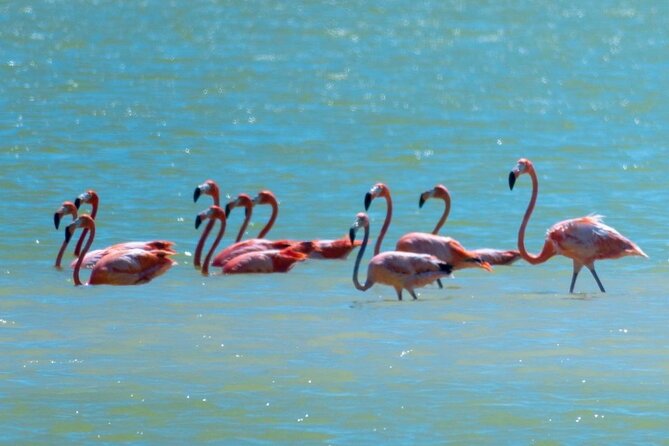 Mérida: Las Coloradas and Río Lagartos with Boat Tour and Lunch - Cancunito Beach Stop: A Real Break, Not Just a Pause