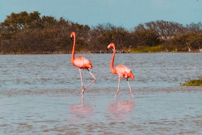 Mérida: Las Coloradas and Río Lagartos with Boat Tour and Lunch - Meeting Up in Mérida: Pickup Timing and How to Avoid Stress