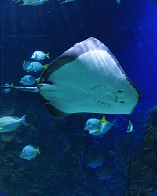 Mexico City: Fast Pass Ticket to Acuarium Inbursa - Acuario Inbursa Fast Pass: what you’re really paying for