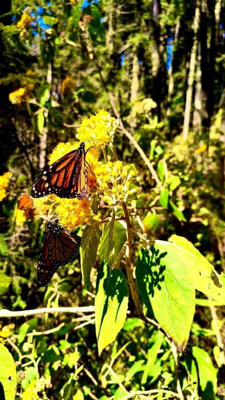 Mexico City: Monarch Butterfly Sanctuary Day Tour - Key things that make this tour worth your time