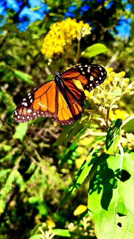 Mexico City: Monarch Butterfly Sanctuary Day Tour - The sanctuary experience: a 5-hour guided visit that turns seeing into understanding