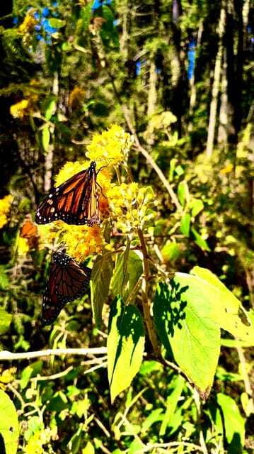 Mexico City: Monarch Butterfly Sanctuary Day Tour - Who should book this monarch butterfly day tour, and who should skip it