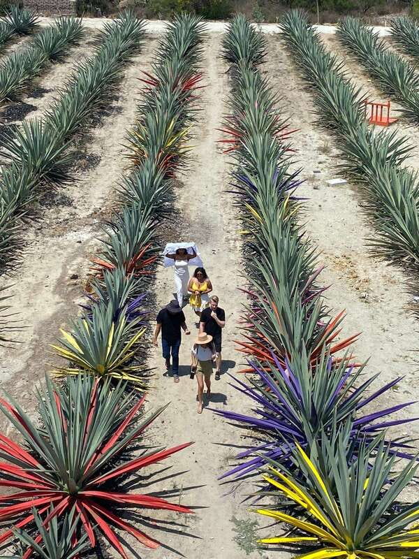 Mezcal Tour Oaxaca - 9:30am Meeting at Reforma 403, Plus the Breakfast Rule