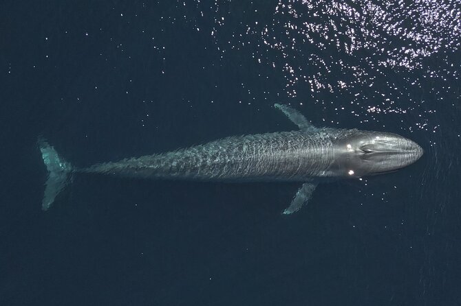 Mobulas and Cetaceans Day Trip - La Ventana start point and why the 8:00 am timing matters