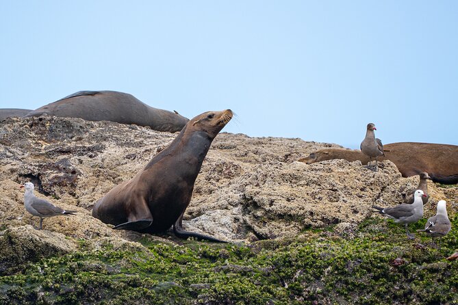Mobulas and Cetaceans Day Trip - What you might see: mobula rays plus cetaceans