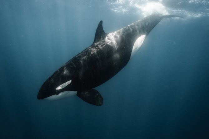 Mobulas and Cetaceans Day Trip - Snorkeling gear and wetsuits included, so your packing gets easier