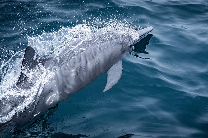 Mobulas and Cetaceans Day Trip - Lunch on board: burritos, ceviche, and fruit