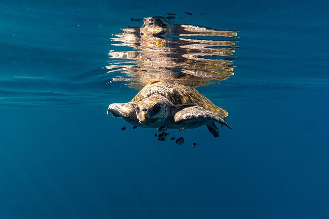 Mobulas and Cetaceans Day Trip - Guides, captains, and the drone spotting factor