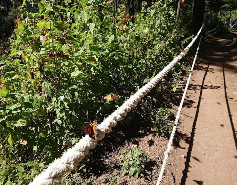 Monarch Butterfly - Key things to know before you go