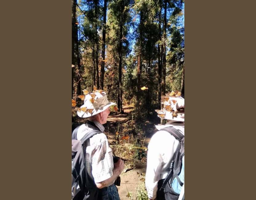 Monarch Butterfly - Walking the oyamel forest: 2 km in, 1 hour back