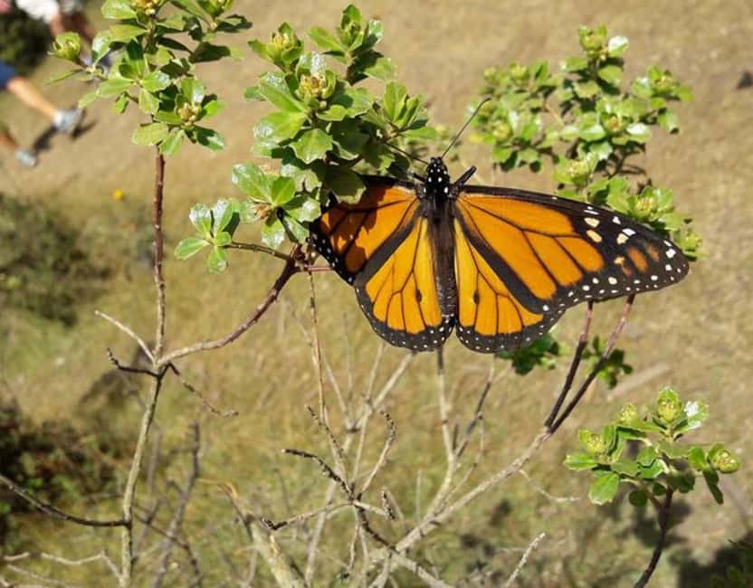 Monarch Butterfly - The best time to see them: why breakfast matters