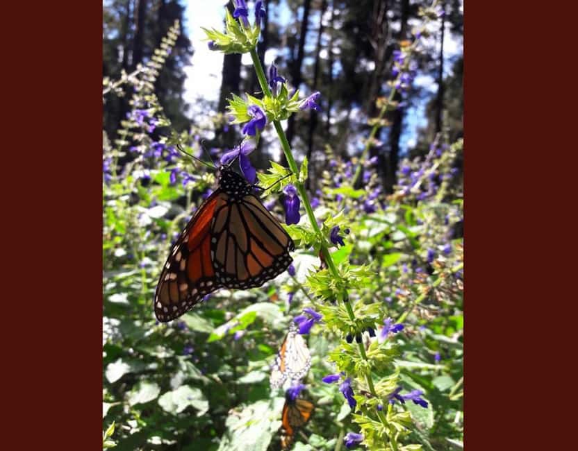 Monarch Butterfly - Who this tour fits best (and who should skip it)