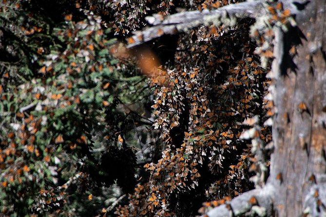 Monarch Butterfly Tour (Departing from Morelia) - Getting to La Reserva de la Biosfera Mariposa Monarca from Morelia