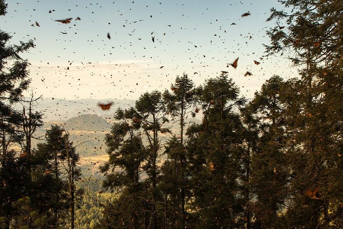 Monarch Butterfly Tour (Departing from Morelia) - Your guide and the private-tour advantage