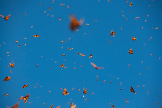 Monarch Butterfly Tour (Departing from Morelia) - Food, water, and pacing: the box lunch plan