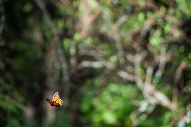 Monarch Butterfly Tour (Departing from Morelia) - Price and value: what you’re paying for