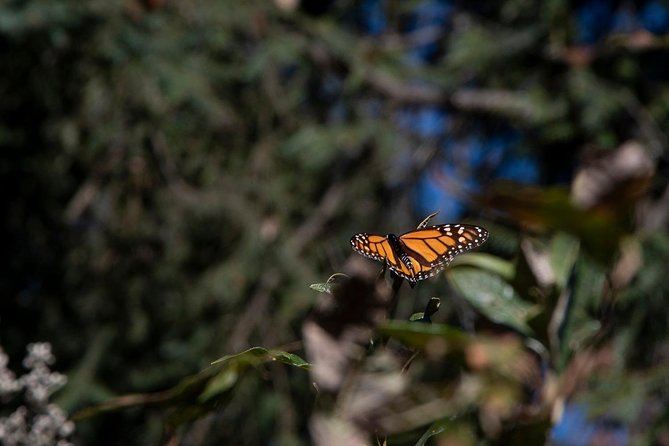 Monarch Butterfly Tour (Departing from Morelia) - Who this tour is perfect for
