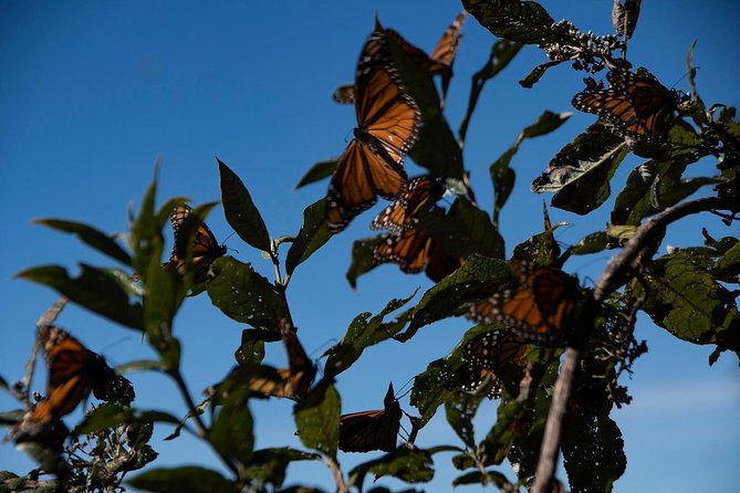 Monarch Butterfly Tour (Departing from Morelia) - Health, altitude, and rough-terrain realities
