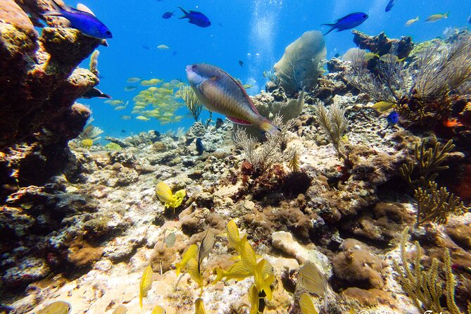 MUSA Museum and Colorful Reef 2 Tank Dive-Certified Divers - Two tank sessions: how the day flows underwater