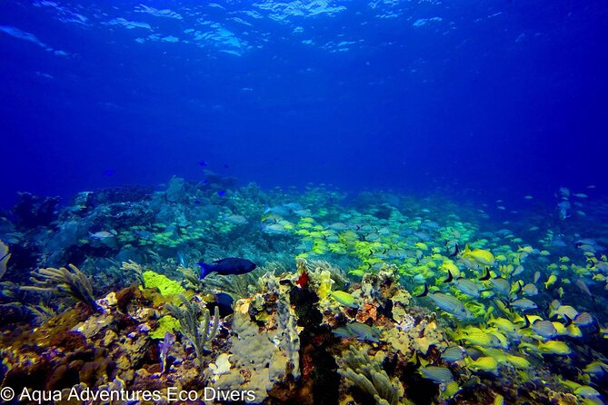 MUSA Museum and Colorful Reef 2 Tank Dive-Certified Divers - What’s actually included, and what you should budget for