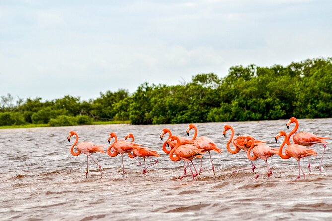 Nature tour by boat in the Natural Reserve in Río Lagartos - Key things to know before you go in Río Lagartos
