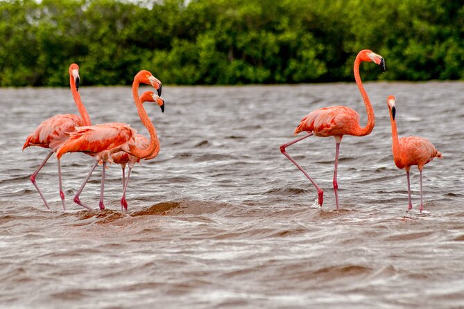 Nature tour by boat in the Natural Reserve in Río Lagartos - Why Río Lagartos feels different from a standard boat tour