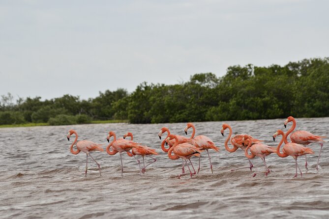 Nature tour by boat in the Natural Reserve in Río Lagartos - Meeting point and departure times that shape your day
