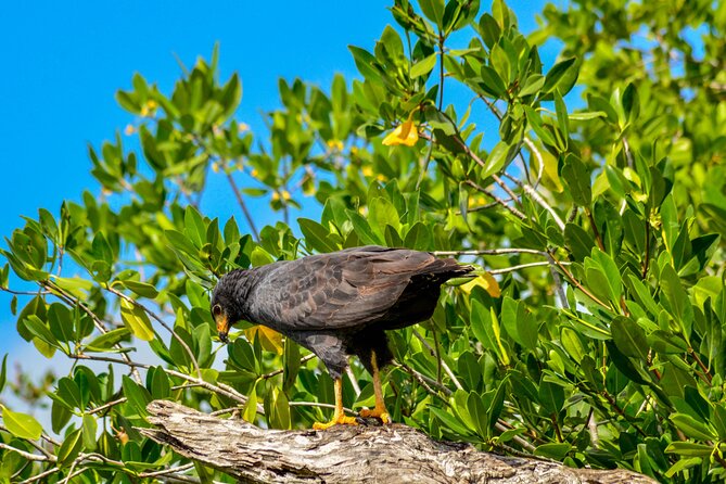 Nature tour by boat in the Natural Reserve in Río Lagartos - Small-boat wildlife time, binoculars, and real-guide spotting