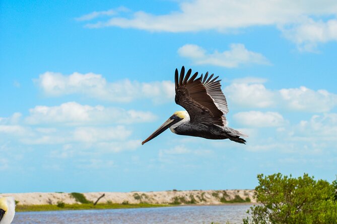 Nature tour by boat in the Natural Reserve in Río Lagartos - The reserve stop: flamingos, species spotting, and how the mud works