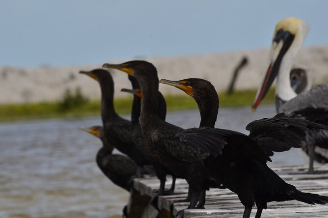 Nature tour by boat in the Natural Reserve in Río Lagartos - How to time your photos, manage the heat, and stay comfortable