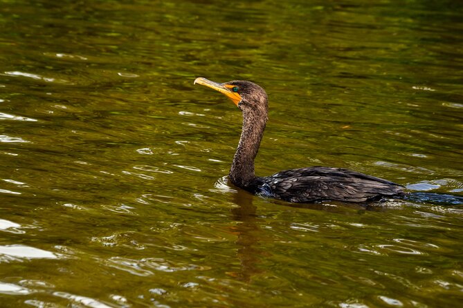 Nature tour by boat in the Natural Reserve in Río Lagartos - Should you book Río Lagartos Xplore?